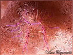 Hairy Pink Squad Lobster on a Barrelsponge in Tulamben, B... by Marco Waagmeester 